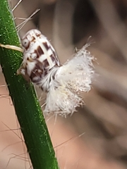 Scolypopa australis