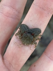 Petrolisthes cabrilloi