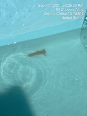 Alpheus heterochaelis