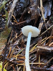 Lepiota castanea