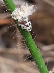 Scolypopa australis