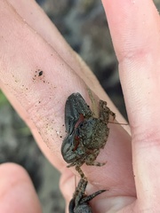 Petrolisthes cabrilloi