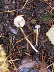 Lepiota castanea