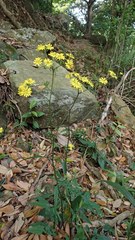 Youngia heterophylla