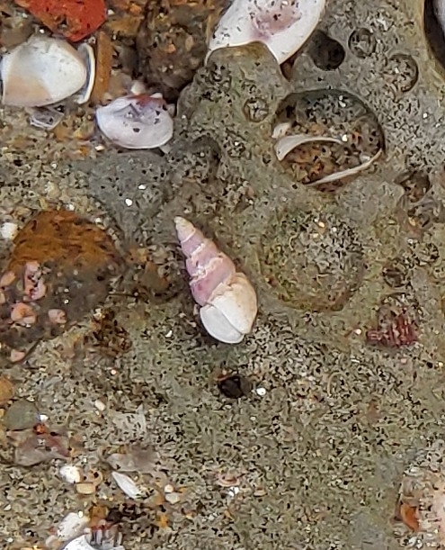 scalloped wentletrap