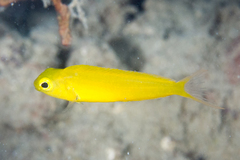Canary Blenny photo 2