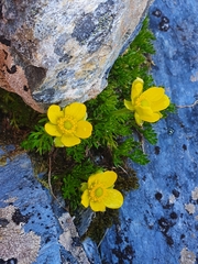 Ranunculus sericophyllus