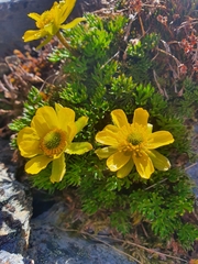 Ranunculus sericophyllus