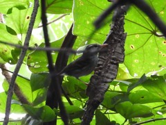 Phylloscopus claudiae