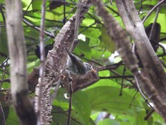 Phylloscopus claudiae