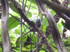 Phylloscopus claudiae