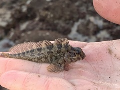 Hypsoblennius gilberti