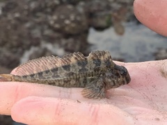 Hypsoblennius gilberti