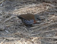 Hypargos niveoguttatus