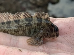 Hypsoblennius gilberti