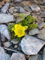 Ranunculus sericophyllus