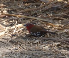 Hypargos niveoguttatus