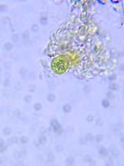 Chlamydomonadales