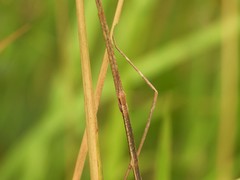 Baculomia