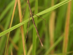 Baculomia