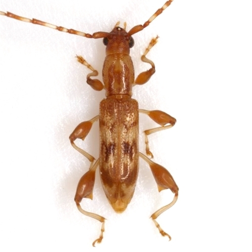 Plectromerus dentipes (Olivier, 1790)