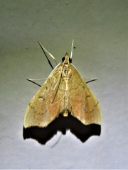Sericoplaga externalis
