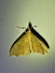 Sericoplaga externalis