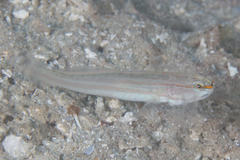 Amblygobius nocturnus