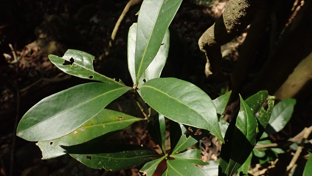 Beilschmiedia glandulosa