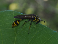 Phimenes flavopictus flavopictus