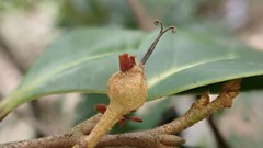 Distyliopsis dunnii