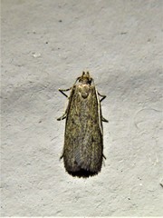 Glyphidocera juniperella