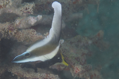 Heniochus chrysostomus