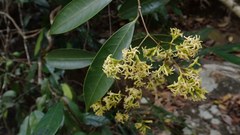 Anodendron affine