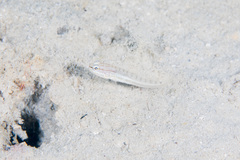 Amblygobius nocturnus