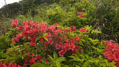 Rhododendron simsii