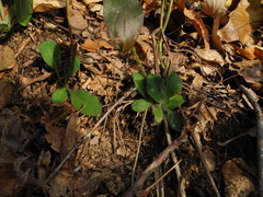 Hieracium paniculatum