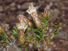 Pteronia hutchinsoniana