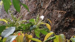 Elaeocarpus japonicus