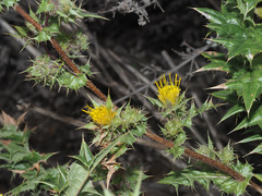 Berkheya onobromoides carlinoides