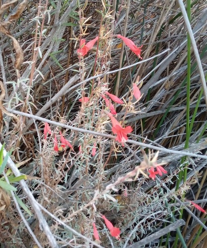 iNaturalist observation photo of California fuchsia