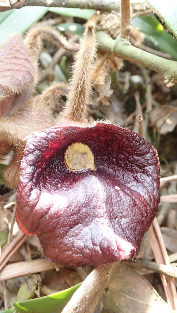 Long-leaved Birthwort