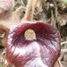 Aristolochia championii - Photo (c) Mathew Wan, alguns direitos reservados (CC BY-NC), uploaded by Mathew Wan
