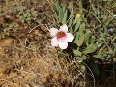 Pachypodium bispinosum