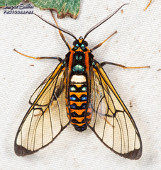 Gymnelia pavo