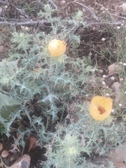 Argemone aenea