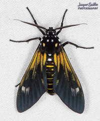 Ixylasia
