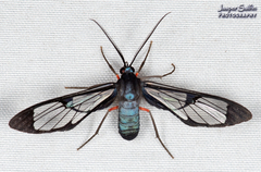 Mesothen caeruleicorpus