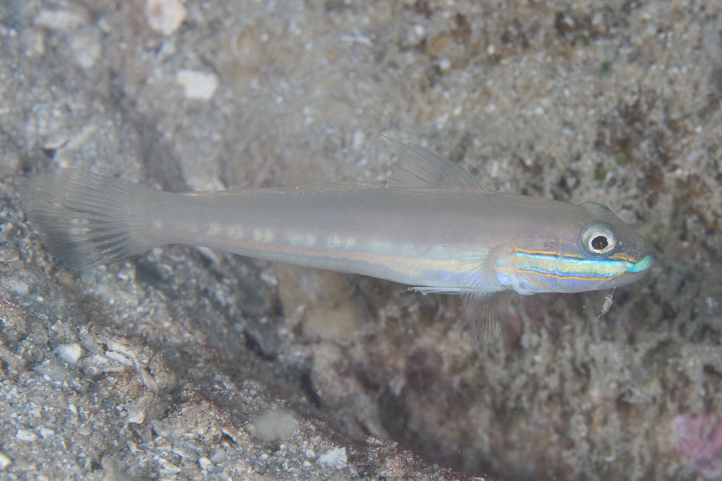 Green-Band Sleeper-Goby