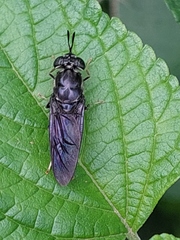 Hermetia illucens